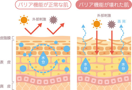 BI-SU(ビース)公式 | BI-SUフェイスクリーム ｜ 天然高級ツバメの巣